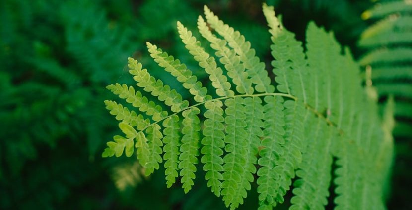 Forest fern: photo, description