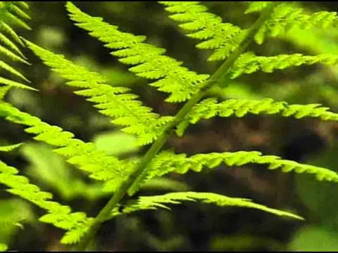 Forest fern: photo, description