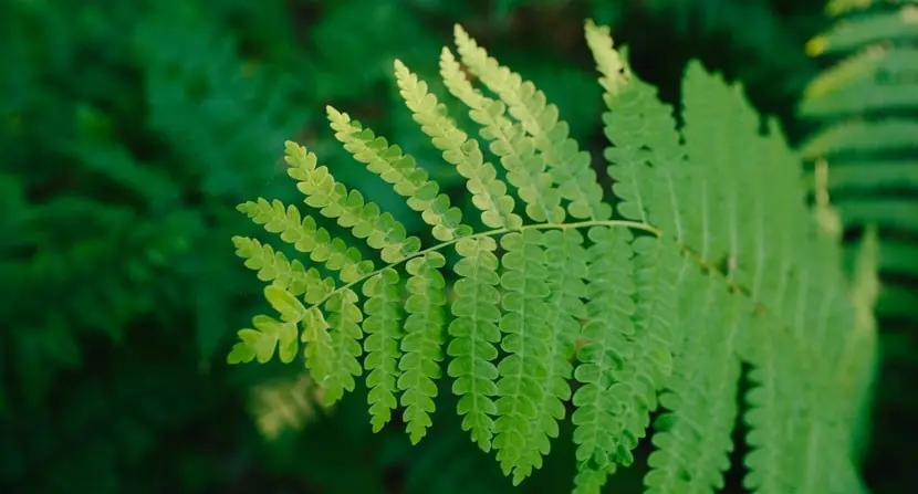 Forest fern: photo, description