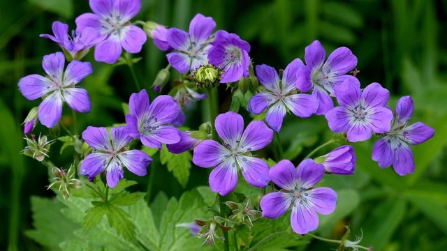 Forest geranium: what a flower looks like, photos, useful properties
