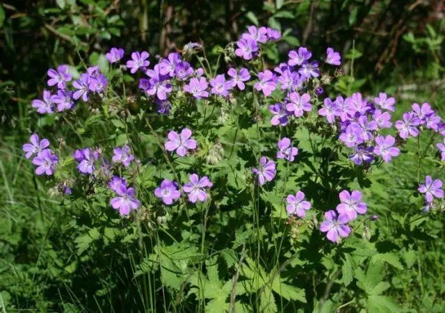 Forest geranium: what a flower looks like, photos, useful properties