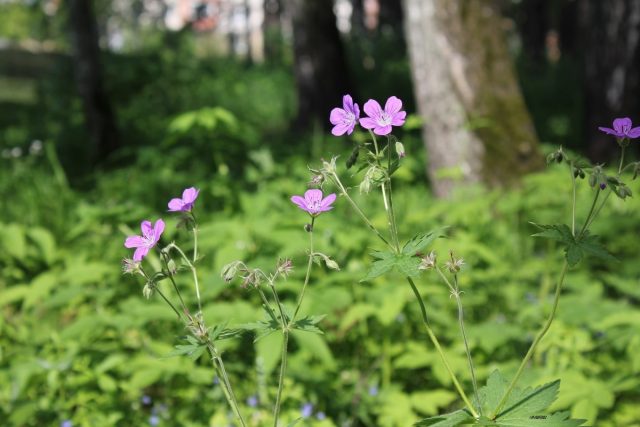 Forest geranium: what a flower looks like, photos, useful properties