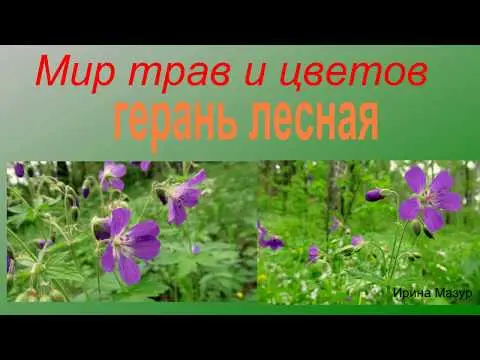 Forest geranium: what a flower looks like, photos, useful properties