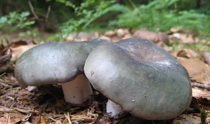 Forest mushrooms on thin legs