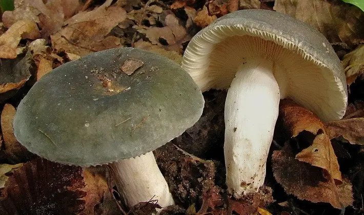 Forest mushrooms on thin legs