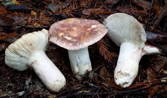 Forest mushrooms on thin legs