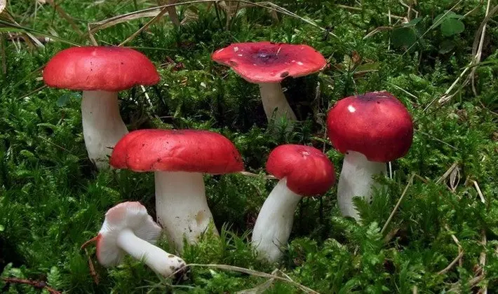 Forest mushrooms on thin legs