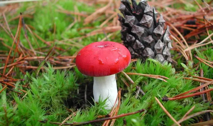 Forest mushrooms on thin legs