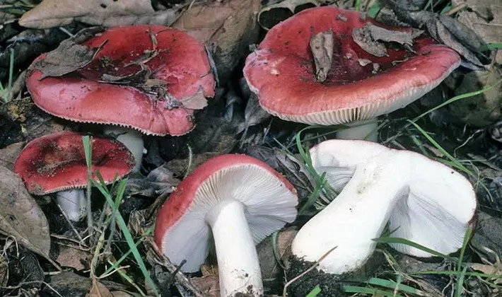 Forest mushrooms on thin legs