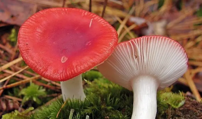 Forest mushrooms on thin legs