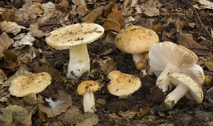 Forest mushrooms on thin legs