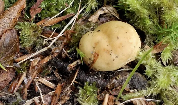 Forest mushrooms on thin legs