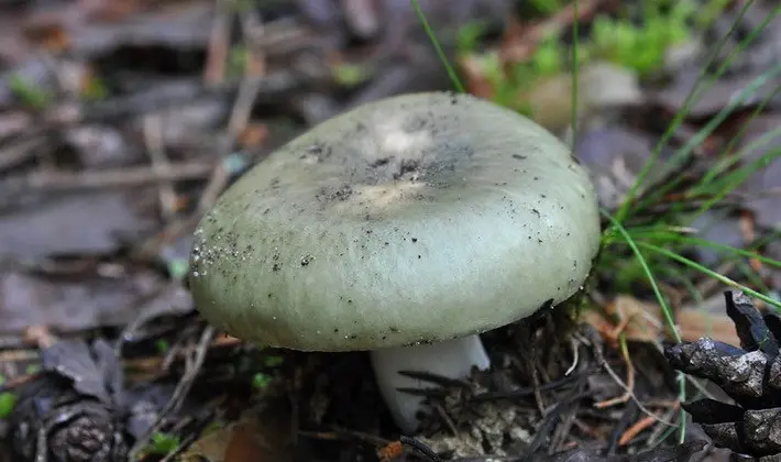 Forest mushrooms on thin legs