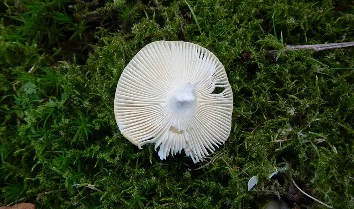 Forest mushrooms on thin legs