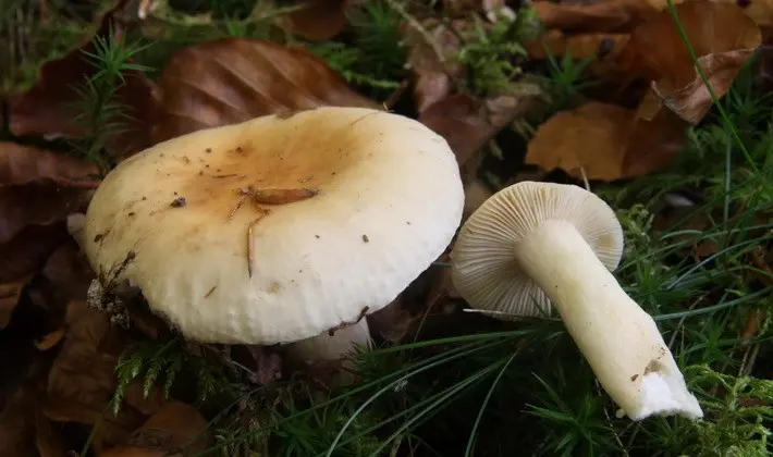 Forest mushrooms on thin legs