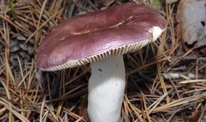 Forest mushrooms on thin legs