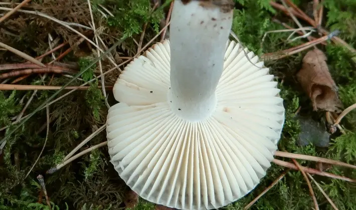 Forest mushrooms on thin legs