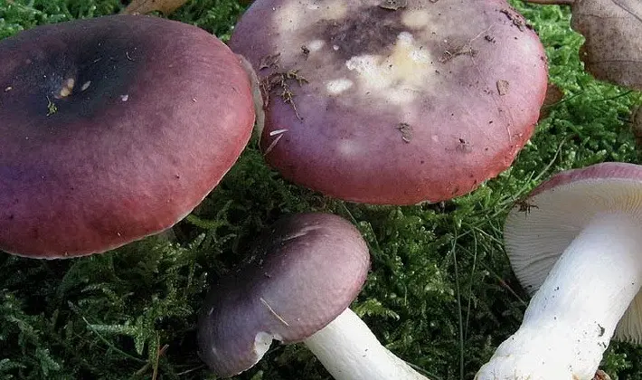 Forest mushrooms on thin legs