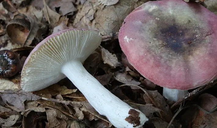 Forest mushrooms on thin legs