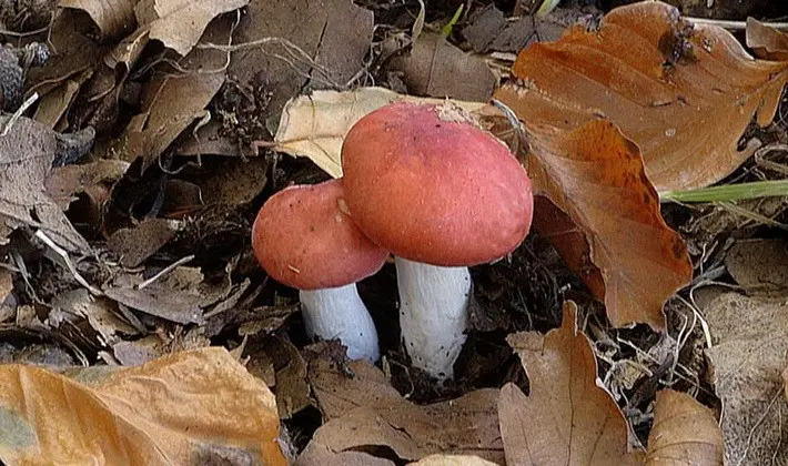 Forest mushrooms on thin legs