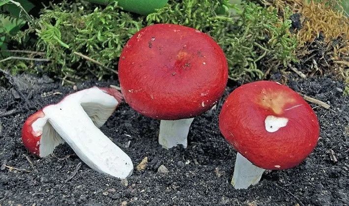 Forest mushrooms on thin legs