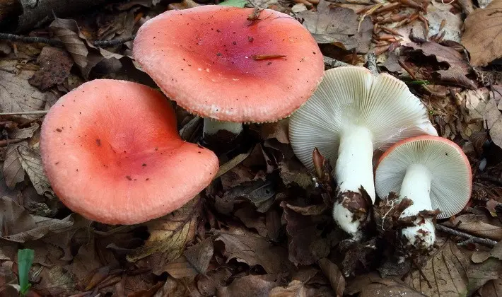 Forest mushrooms on thin legs