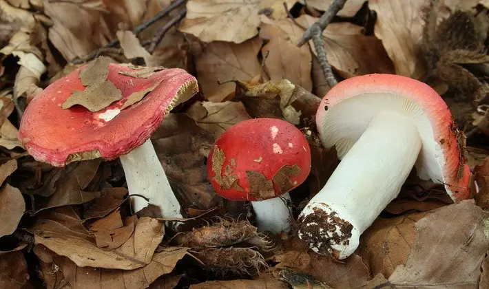 Forest mushrooms on thin legs