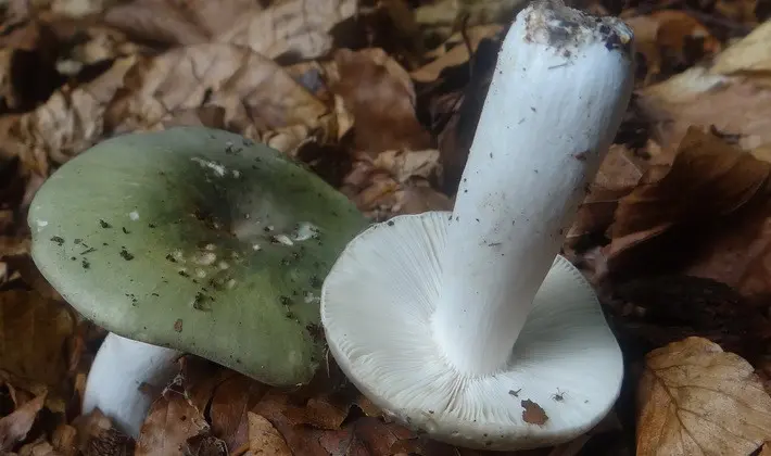 Forest mushrooms on thin legs