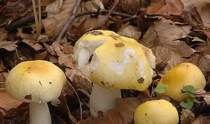 Forest mushrooms on thin legs