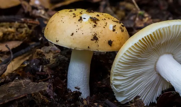 Forest mushrooms on thin legs