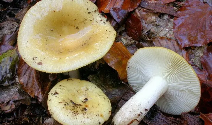 Forest mushrooms on thin legs