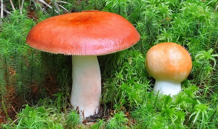 Forest mushrooms on thin legs