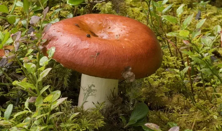 Forest mushrooms on thin legs