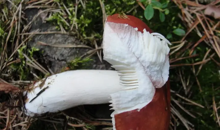 Forest mushrooms on thin legs