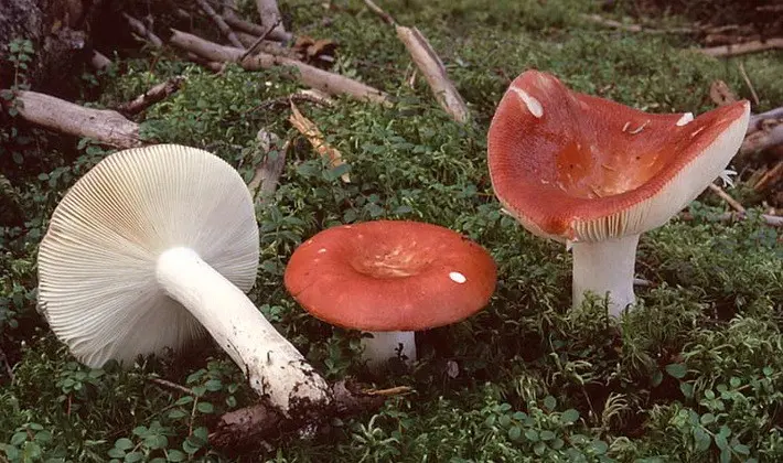 Forest mushrooms on thin legs