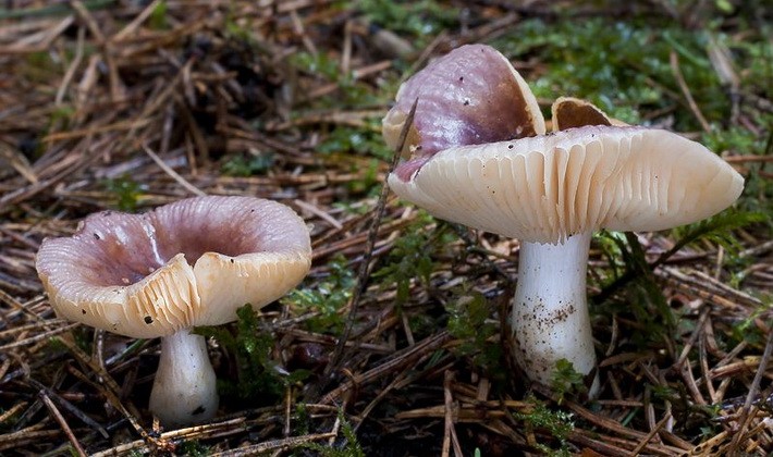 Forest mushrooms on thin legs