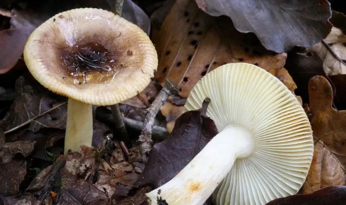 Forest mushrooms on thin legs