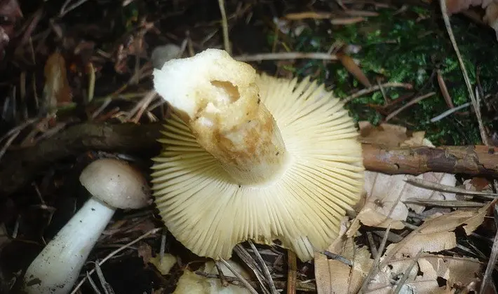 Forest mushrooms on thin legs