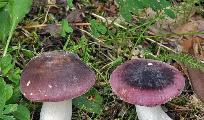 Forest mushrooms on thin legs