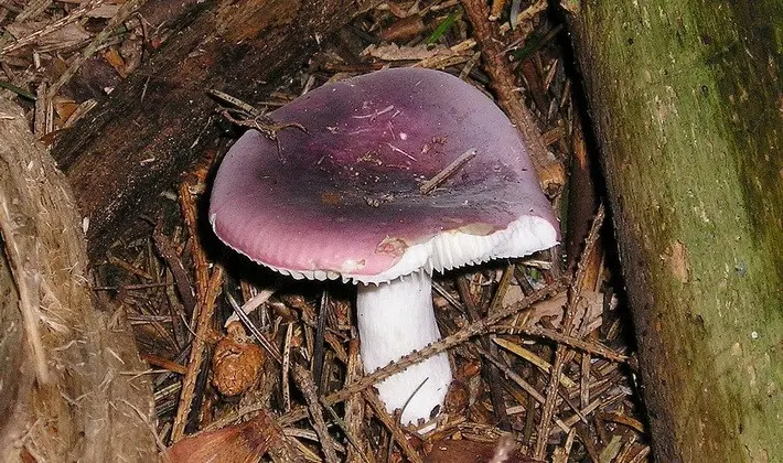 Forest mushrooms on thin legs