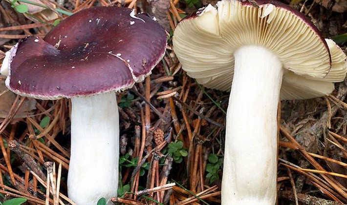 Forest mushrooms on thin legs