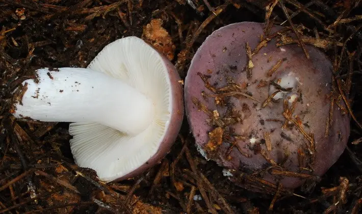 Forest mushrooms on thin legs