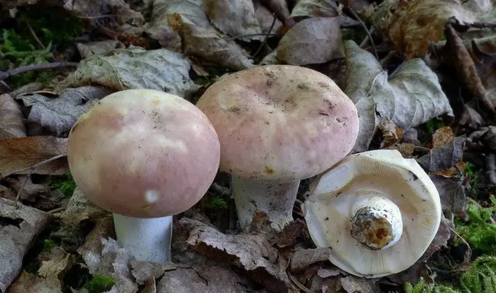 Forest mushrooms on thin legs