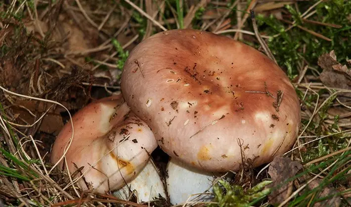 Forest mushrooms on thin legs