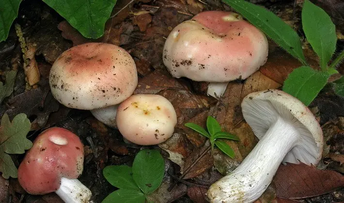 Forest mushrooms on thin legs