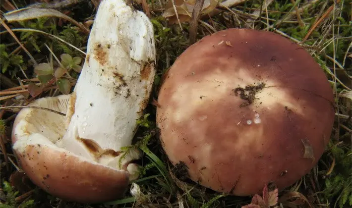 Forest mushrooms on thin legs