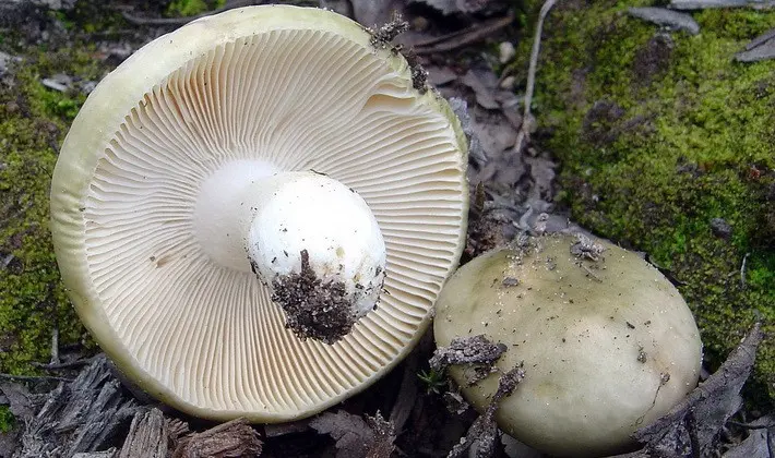 Forest mushrooms on thin legs