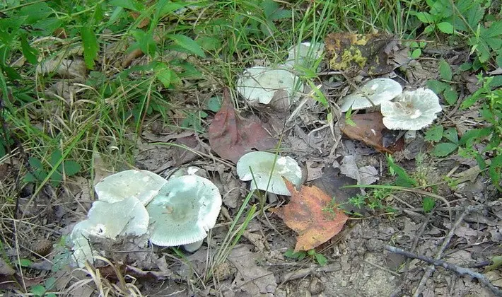 Forest mushrooms on thin legs