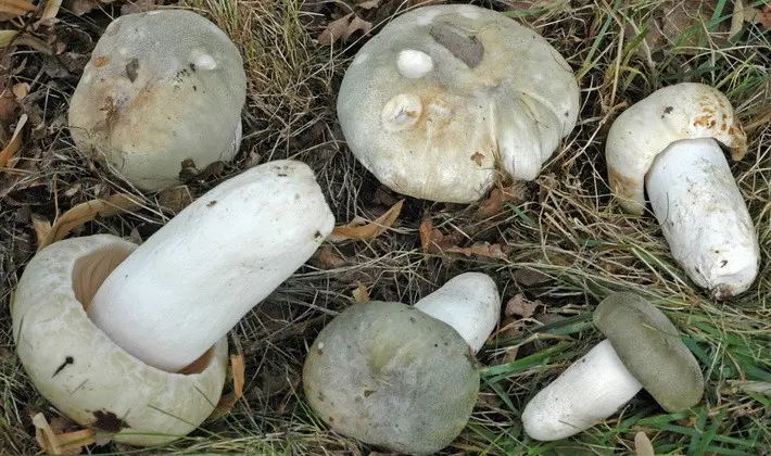 Forest mushrooms on thin legs