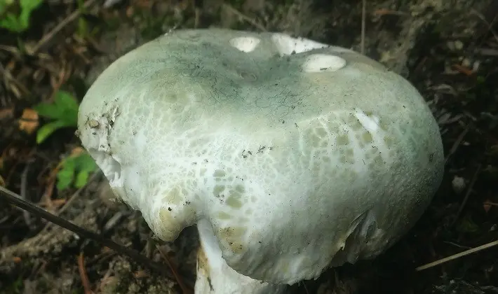 Forest mushrooms on thin legs